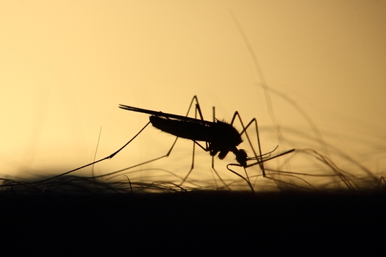 Élet+Stílus: 15 ember kapta el eddig a szúnyogok által terjesztett nyugat-nílusi lázat