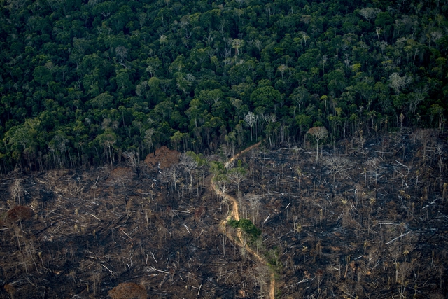Tech: Gyakorlatilag kikapcsolja az erdőket az El Niño, és ez komoly bajt jelent