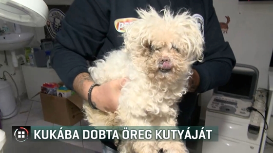 Itthon: Szemeteszsákba csomagolva dobta ki a saját kutyáját egy budapesti nő