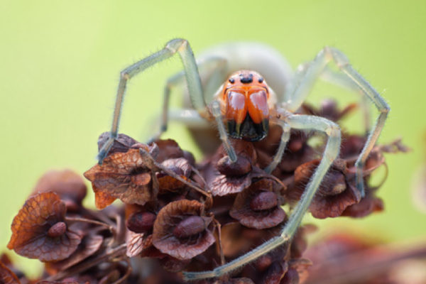 Ausztráliában 48 új pókfajt fedeztek fel a tudósok