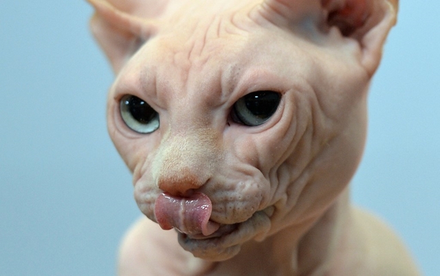 Tech: Megszámolták, hány arckifejezést tud vágni egy macska, 276-ig jutottak