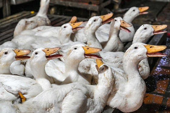 Zhvg: Egyre terjed a madárinfluenza, figyelmeztet a madártani egyesület