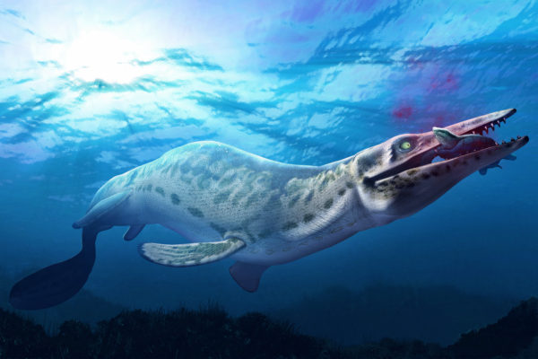 90 millió éves szörny koponyájára bukkantak az óceán mélyén