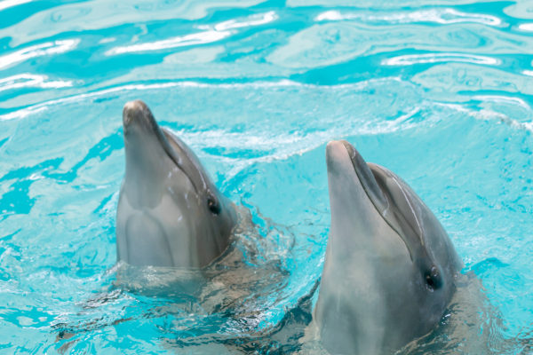 A delfinek elektromos érzékelője