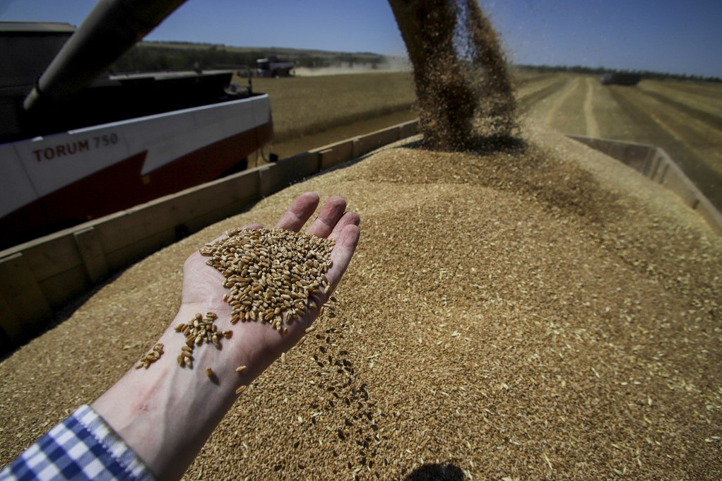 A tavalyinál nagyobb lehet idén az ukrán gabonatermés