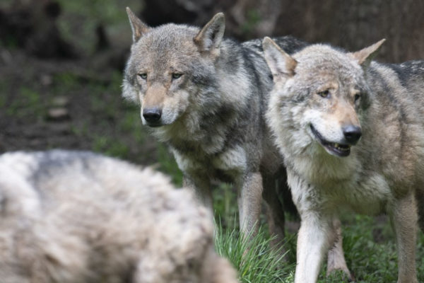 Az Európai Bizottság módosítaná a farkasok védettségi státuszát
