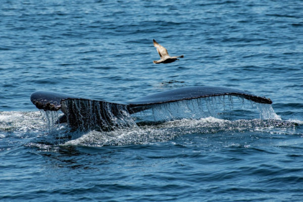 Elpusztult a bálna, amelyik Ausztráliában úszott a fürdőzőkhöz