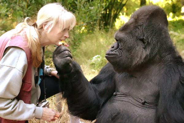 Ezt üzente Koko, a beszélő gorilla az emberiségnek a halálról, fénysebeséggel terjed a szürreális felvétel