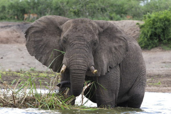 Legalább száz elefánt pusztult el Zimbabwéban a szárazság miatt