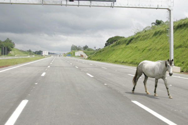 Ló ügetett egy szlovák autópályán a forgalommal szemben – VIDEÓ