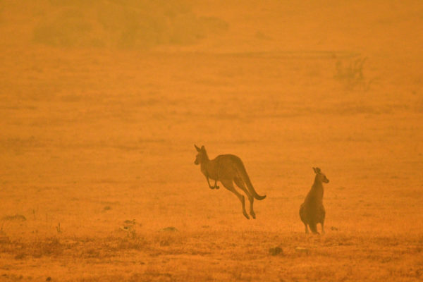 Megszökött a kenguru, kíméletlenül felpofozta az őt befogni próbáló rendőrt