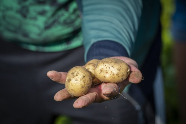 A szakértő most elárulja miért hasznos, ha mindig van önnél egy krumpli