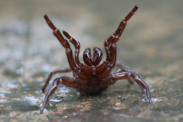 A világ leghalálosabb pókjának rekordméretű példányát találták meg Ausztráliában