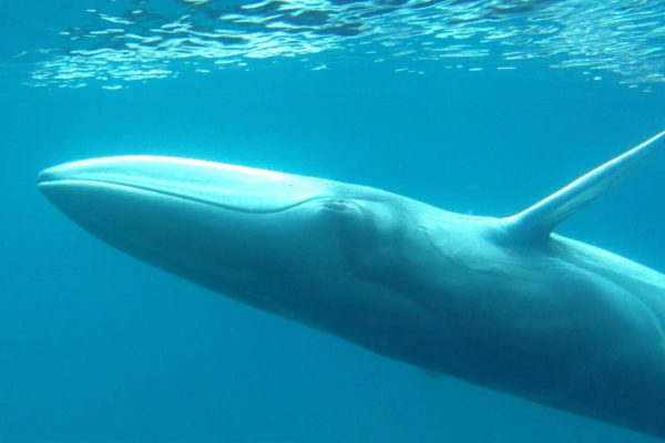 A világ legritkább bálnáját filmezték le Thaiföldön + VIDEÓ