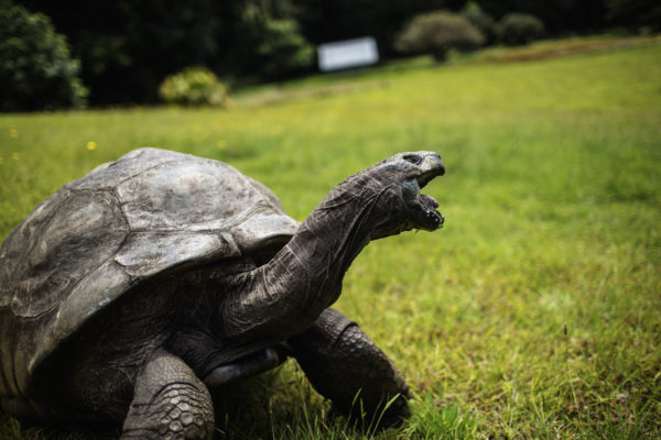 Az emberiség fontos mérföldköveit mind átélte a 190 éves teknős