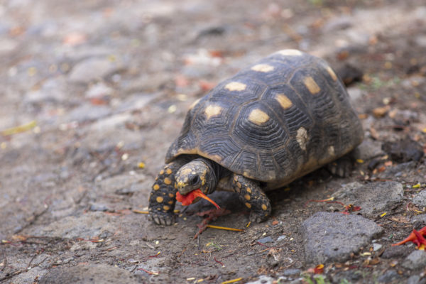 Egy sérült teknős új kerekeken közlekedhet + VIDEÓ