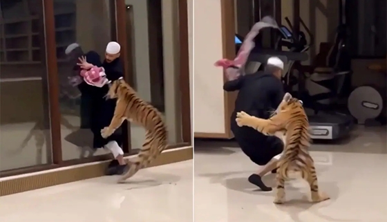 Élet+Stílus: Videón, ahogy a háziállatként tartott tigrise rátámad az arab férfire – videó