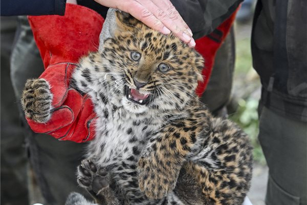 Észak-kínai leopárd született a debreceni állatkertben