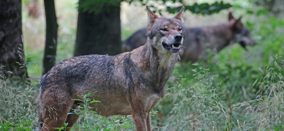 Gazdaság: Farkasok megölése miatt akciózhatott az NNI Putnokon