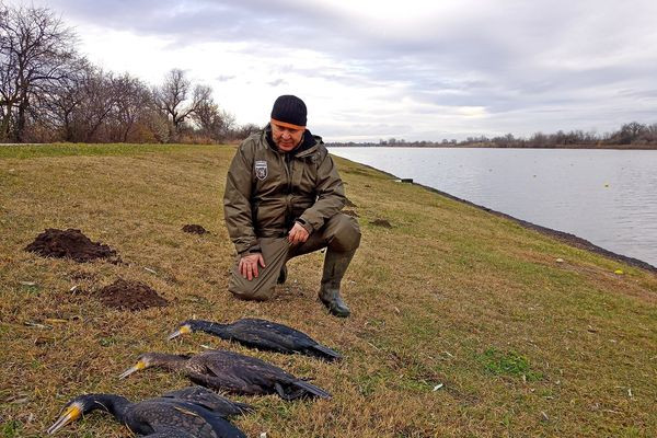 Horgászok segítségével gyérítik a csongrád-csanádi kormoránokat