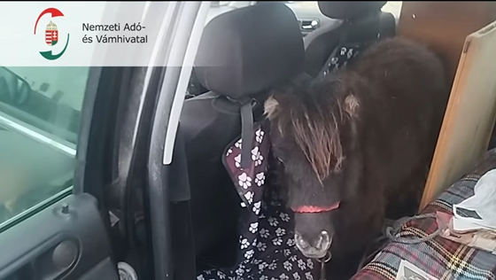 Itthon: Kutya helyett pónilovakat találtak a pénzügyőrök egy autóban az M3-ason – videó