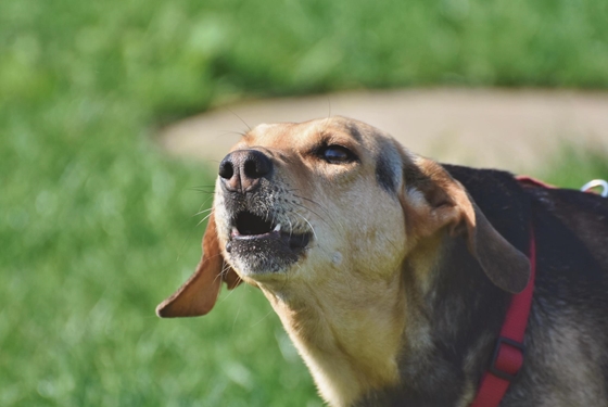 Itthon: Veszett kutyákra figyelmeztet a Nébih és a Magyar Állatorvosi Kamara