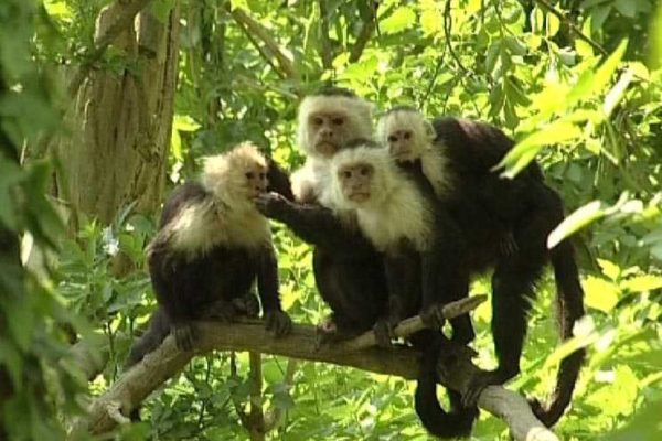 Majmok nevelték fel az édesanyát, akinek a lánya most otthagyja eddigi életét, hogy a dzsungelbe költözzön