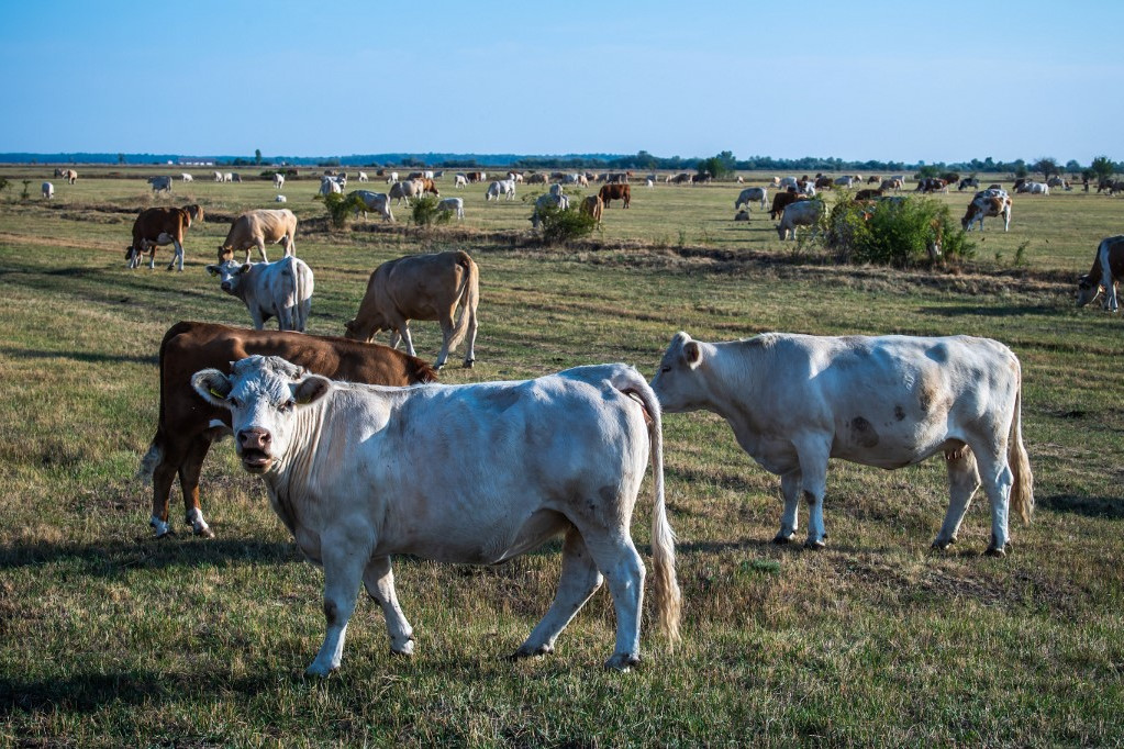 Szarvasmarhák legelnek a Hortobágyon