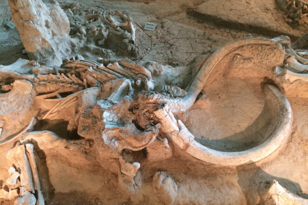 Munka közben találtak mamutcsontvázat a bányászok