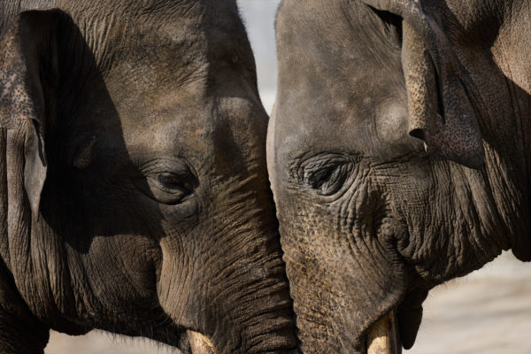 Rájöttek az elefántok emberi tulajdonságára