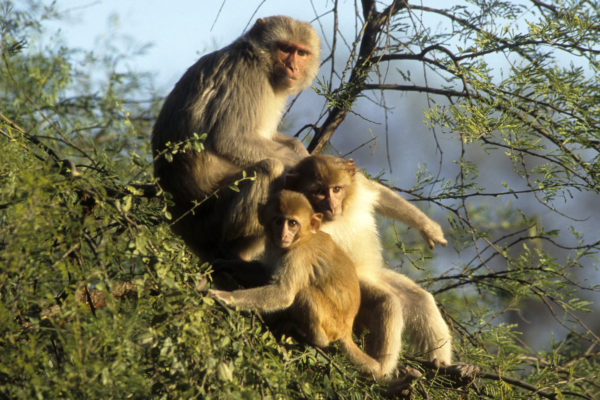 Sikeresen klónoztak egy majmot Kínában