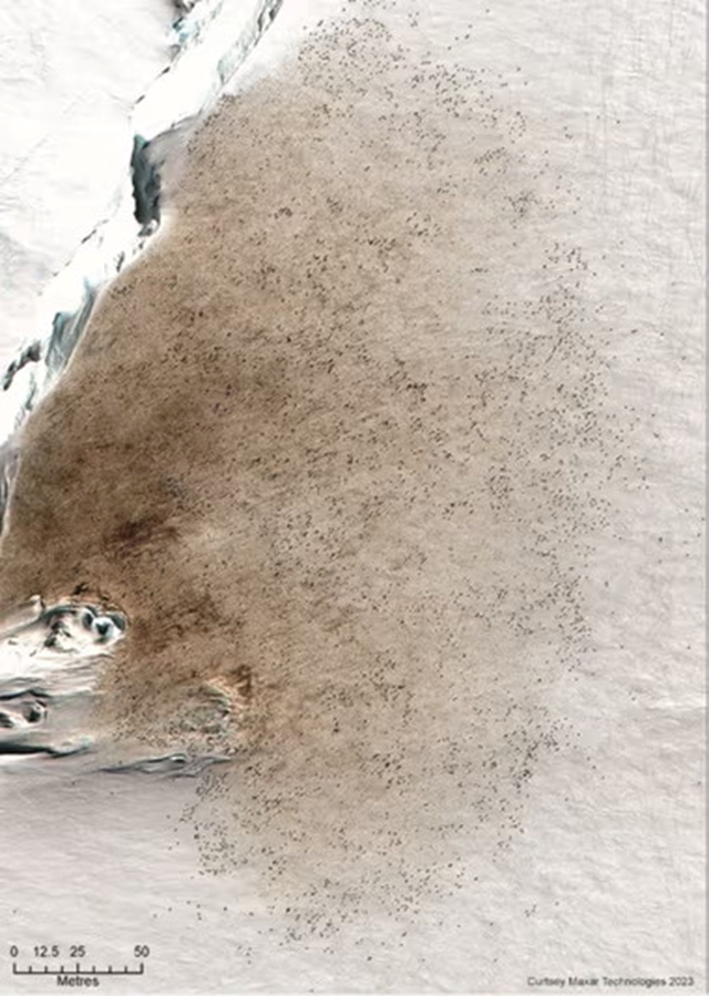 Tech: Műholdképeken szúrták ki az ürüléküket, ez árulta el őket: négy új pingvinkolóniát fedeztek fel az Antarktiszon