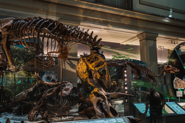 Végre kiderült hova tűntek valójában a T-Rex dinoszauruszok, akik több milliárdan is szaladgálhattak a Földön