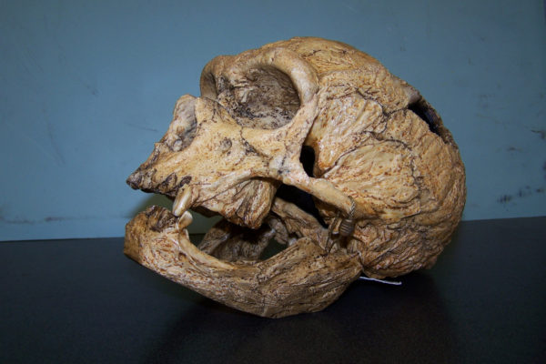 Versengés miatt halhatott ki a neandervölgyi ember